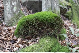 Photo Textures of Moss